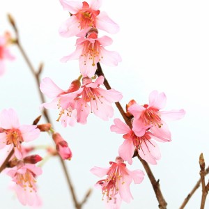 （山野草）盆栽　サクラ（桜）おかめ桜（オカメザクラ）４号（１ポット）