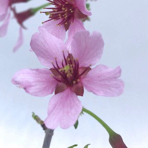 （山野草）盆栽　サクラ（桜）赤花八重（アカバナヤエ）３号（１ポット）（開花株）