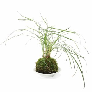 （盆栽）受け皿付き　苔玉　ナガバジャノヒゲ（１個）　観葉植物　コケ玉