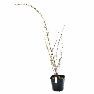 （山野草）盆栽　ユキヤナギ（雪柳）３．５〜４号　樹高４０〜５０ｃｍ程度（１ポット）落葉低木　庭木
