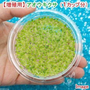 （浮草）増殖用　アオウキクサ（無農薬）１カップ分