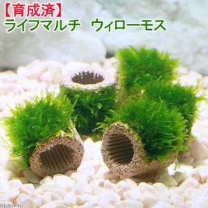 （水草）★育成済★　ライフマルチ（茶）　ウィローモス（無農薬）（５個）