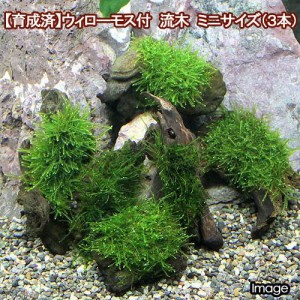 （水草）★育成済★　ウィローモス　流木　ミニサイズ（８ｃｍ以下）（水中葉）（無農薬）（３本）