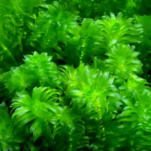 （水草）メダカ・金魚藻　国産　無農薬アナカリス（１０本）