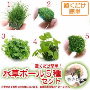 （水草）置くだけ簡単　水草ボール（水中葉）（無農薬）５種セット