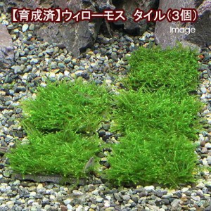 （水草）★育成済★　ウィローモス　タイル（水中葉）（無農薬）（３個）