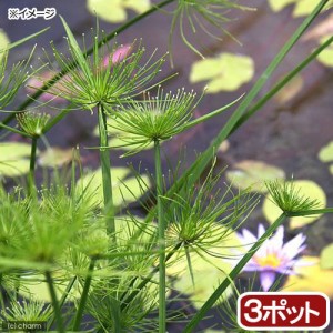 （ビオトープ）水辺植物　ミニパピルス（３ポット）　湿生植物