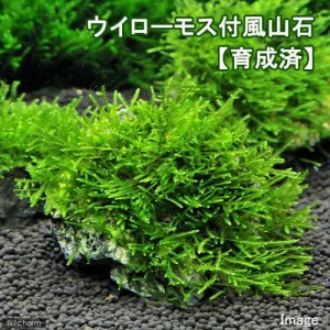 （水草）★育成済★　ウィローモス　風山石　Ｓサイズ（約１０ｃｍ）（水中葉）（無農薬）（１個）