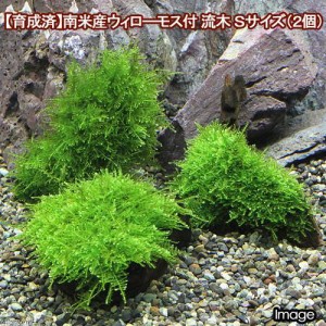 （水草）★育成済★　南米ウィローモス　流木　ＳＳサイズ（約１０ｃｍ）（水中葉）（無農薬）（２本）