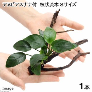 （水草）アヌビアスナナ　枝状流木　Ｓサイズ（水上葉）（１本）（１０ｃｍ〜）