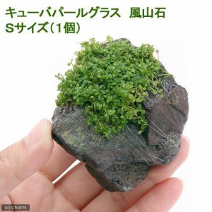 （水草）巻きたて　キューバパールグラス　風山石　Ｓサイズ（約１０ｃｍ）（水上葉）（無農薬）（１個）