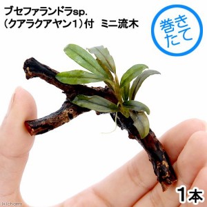 （水草）巻きたて　ブセファランドラｓｐ．クアラクアヤン１付き　ミニ流木（約７ｃｍ）（無農薬）（１本）