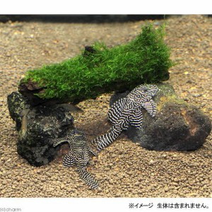 （水草）プレコの隠れ家　水草付（水中葉）（無農薬）（１セット）　本州四国限定