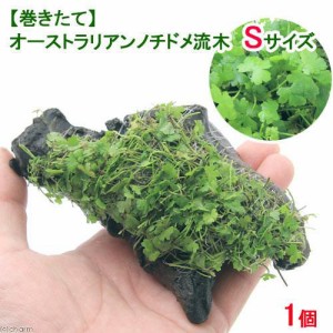 （水草）巻きたて　オーストラリアン　ノチドメ流木　Ｓサイズ（約１５ｃｍ）（水上葉）（無農薬）（１本）