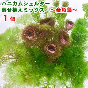 （水草）ハニカムシェルター　寄せ植えミックス〜メダカ・金魚藻〜（水中葉）（１個）