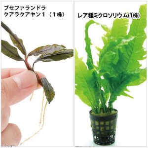 （水草）ブセファランドラ　クアラクアヤン１（水中葉）（無農薬）（１株）＋レア種ミクロソリウム（水中葉）（無農薬）（１株）１セット