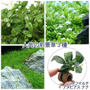 （水草）人気の前景草３種セット＋ライフマルチ（茶）アヌビアスナナ（水上葉）