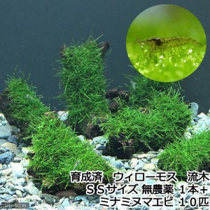 （水草）★育成済★　ウィローモス　流木　ＳＳサイズ（約１０ｃｍ）（無農薬）（１本）＋ミナミヌマエビ（１０匹）