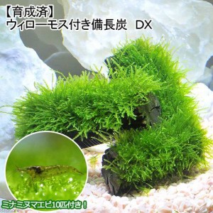 （エビ）（水草）育成済　ウィローモス　備長炭　ＤＸ（水中葉）（無農薬）（１個）＋ミナミヌマエビ（１０匹）　北海道・九州航空便要保