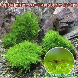 エビ 水草 育成済 南米ウィローモス 流木 ｓｓサイズ 約１０ｃｍ 無農薬 １本 ミナミヌマエビ １０匹 北海道 九の通販はau Pay マーケット チャーム 商品ロットナンバー