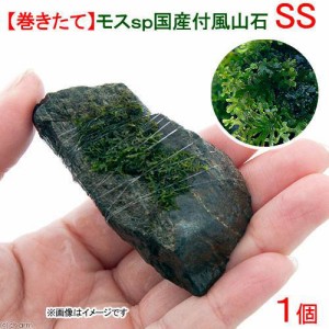 （水草）巻きたて　モスｓｐ．（国産）付　風山石　ＳＳサイズ（８ｃｍ以下）（無農薬）（１個）