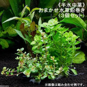 （水草）おまかせ水草　鉛巻き（半水中葉）（無農薬）（３個）