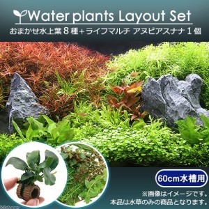 （水草）おまかせ水上葉　レイアウトセット　６０ｃｍ水槽用　８種　＋ライフマルチ　アヌビアスナナ（１個）