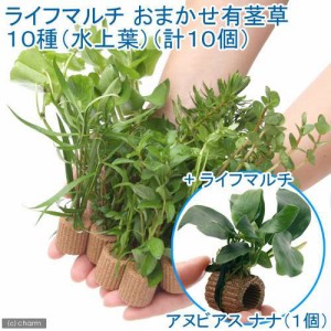 （水草）置くだけ簡単　ライフマルチ（茶）おまかせ有茎草１０種（水上葉）（計１０個）＋ライフマルチ（茶）アヌビアスナナ