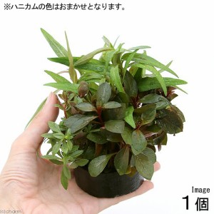 （水草）ハニカムシェルター　寄せ植えミックス〜紅葉〜（水上葉）（無農薬）（１個）