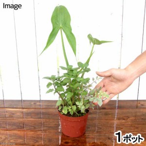 （ビオトープ）水辺植物　メダカの鉢にも入れられる水辺植物　ミニインスタント・ビオトープ　３．５号（１鉢）メダカの寄せ植え　水質浄