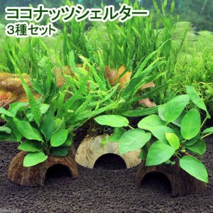 （水草）ココナッツシェルター　３種セット（水上葉）（１セット）