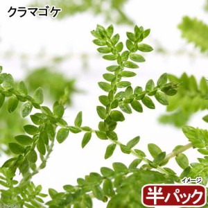 （観葉植物）苔　クラマゴケ（半パック分）