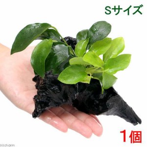 （水草）アヌビアスナナ＆ゴールデン　流木付　Ｓサイズ（水上葉）（１本）（約１５ｃｍ）