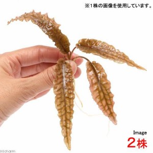 （水草）クリプトコリネ　ウェンティー　トロピカ（無農薬）（水中葉）（２株）