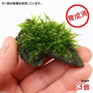 （水草）★育成済★　南米ウィローモス　風山石小粒（水中葉）（無農薬）（３個）