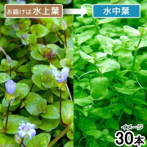 （水草）バコパ　オーストラリス（水上葉）（無農薬）（３０本）