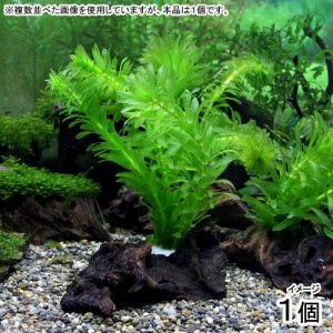 （水草）メダカ・金魚藻　国産　アナカリス　流木付き　Ｓサイズ　（約１５ｃｍ）（無農薬）（１個）