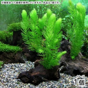 （水草）マツモ　流木付（１０〜１５ｃｍ）（無農薬）（１個）メダカ　金魚　水質浄化　産卵床