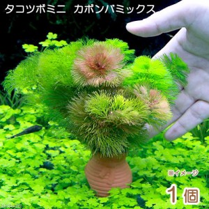 （水草）メダカ・金魚藻　タコツボミニミニ　カボンバミックス（１個）