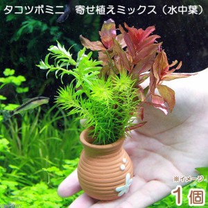 （水草）タコツボミニミニ　寄せ植えミックス（水中葉）（無農薬）（１個）