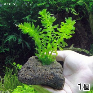 （水草）メダカ・金魚藻　国産　アナカリス　穴あき溶岩石付（無農薬）（１個）