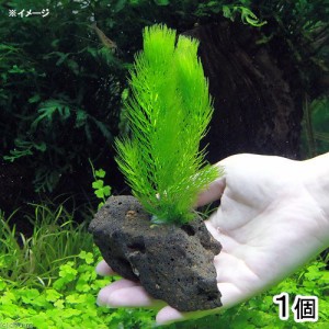 （水草）マツモ　穴あき溶岩石付（無農薬）（１個）メダカ　金魚　水質浄化　産卵床