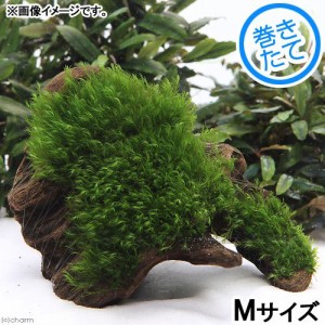 （水草）巻きたて　ウォーターフェザー　流木　Ｍサイズ（約２０ｃｍ）（水中葉）（無農薬）（１個）