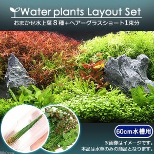（水草）おまかせ水上葉　レイアウトセット　６０ｃｍ水槽用　８種　＋ヘアーグラスショート（無農薬）（水草説明書付）