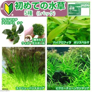 （水草）初めての水草　５種（１パック）＋水草その前に　１ｇ（２Ｌ用）説明書付　本州四国限定