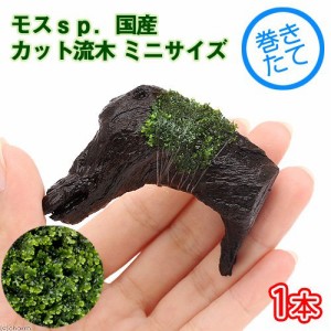 （水草）巻きたて　モスｓｐ．国産　カット流木　ミニサイズ（無農薬）（８ｃｍ以下）（１本）