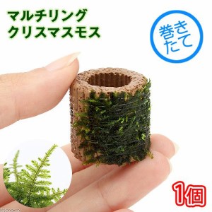 （水草）巻きたて　ライフマルチ（茶）クリスマスモス（無農薬）（１個）