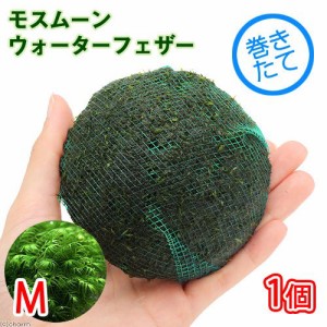 （水草）巻きたて　モスムーン（ウォーターフェザー）Ｍサイズ（水中葉）（無農薬）（１個）