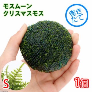 （水草）巻きたて　モスムーン（クリスマスモス）Ｓサイズ（無農薬）（１個）