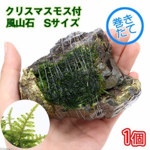 （水草）巻きたて　クリスマスモス　風山石　Ｓサイズ（約１０ｃｍ）（無農薬）（１個）